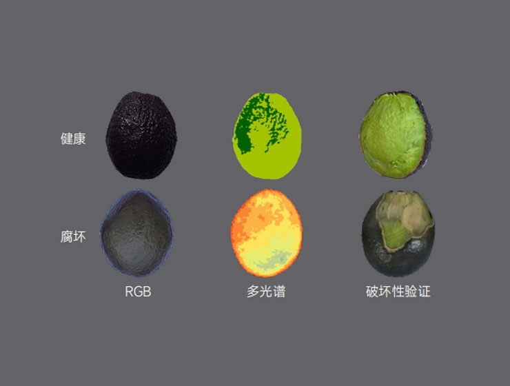 牛油果品质筛选